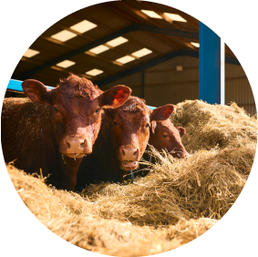 Livestock Feed
