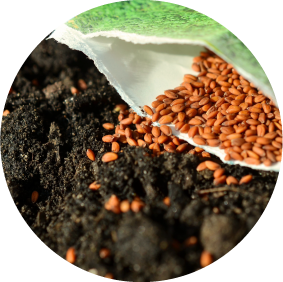 Seeds